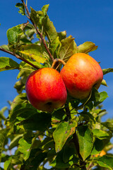Wall Mural - Ripe apples on the tree