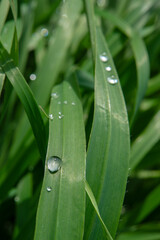 Water droplets on green long leaves. Long leaves wet with water drops or dew. Raindrops on green long leaves.Water droplets on green plant.