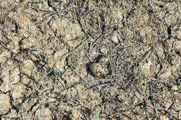 Nest parasitism. Eggs of different bird species in one nest. Probably, owner of nest Lapwing (Vanellus vanellus) rolled collared pratincole (Glareola platincola egg or evicted pratincole. N Black Sea