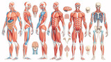 Fototapeta  - a close up of a diagram of the human body with muscles