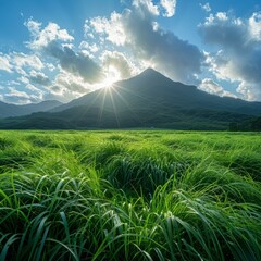 Wall Mural - Sunlit Grassland Landscape