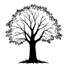 Sycamore tree silhouette design  logo 