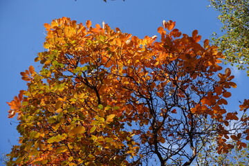 Wall Mural - Fair blue sky and orange autumnal foliage of European smoketree in mid October