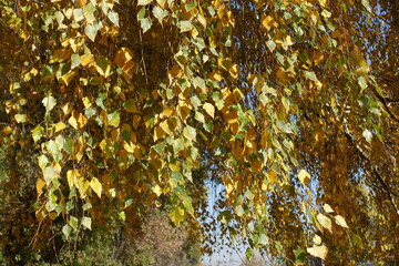 Wall Mural - Weeping branches of birch with autumnal foliage in October