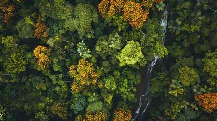 Poster - Aerial view of lush green and orange forest with a winding river, showcasing nature's beauty and autumn colors from above.