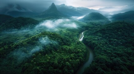Wall Mural - Aerial view of a misty rainforest with lush greenery and a winding river cutting through the dense vegetation under a dramatic sky.