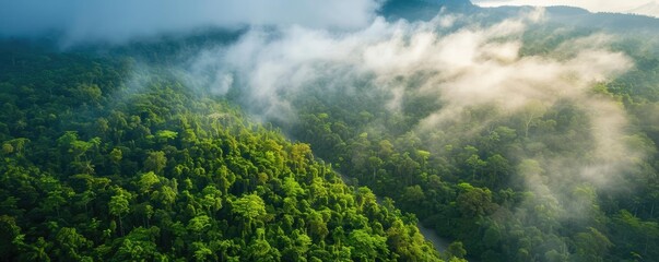 Poster - Aerial view of a lush green forest covered in mist, showcasing the beauty and tranquility of untouched nature.