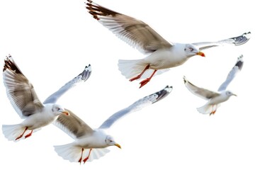 Poster - A flock of seagulls flying through the air. Suitable for nature and wildlife themes