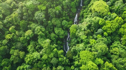 Poster - Aerial view of a lush green rainforest with a hidden waterfall cascading through the dense foliage, showcasing nature's serene beauty.