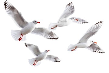 Poster - A group of white birds flying through the air. Suitable for nature and wildlife concepts