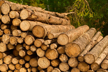 Canvas Print - A Pile of Logs in a Forest