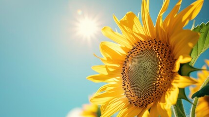 Poster - Beautiful sunflower with clear blue sky background. Ideal for nature and gardening concepts