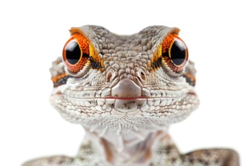 Canvas Print - Close up of a lizard's face with orange eyes. Suitable for educational materials