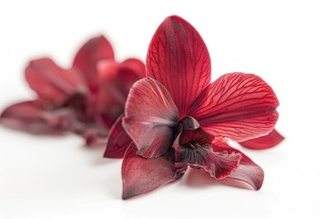 Aufkleber - Close up of a flower on a white surface, suitable for various design projects