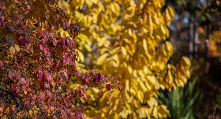 Wall Mural - yellow leaves against a blurred background of trees with similar autumnal colors. The sharp focus on the leaves contrasts with the soft bokeh effect in the background, evoking a serene fall atmosphere