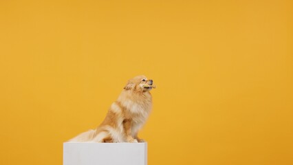 Funny Portrait of a Cute Spitz Puppy Isolated on a Vibrant Yellow Background Adorable pet dog posing for a playful and lively portrait. Perfect for showcasing the joyful and spirited nature of pets.