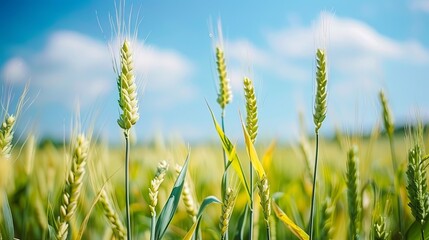 Wall Mural - Blue sky, a large wheat field, close-up of green and yellow wheat ears in the foreground, blurred background, yellow and green