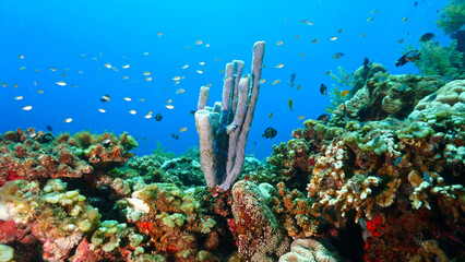 Wall Mural - Underwater photo of beautiful tube sponges at a coral reef. From a scuba dive in Bali, Indonesia, Asia.