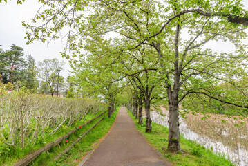 Poster - Cherry blossom trees in the Takada Castle Site Park, Japan's Top 100 Cherry Blossoms Sites, Niigata Prefecture, Japan