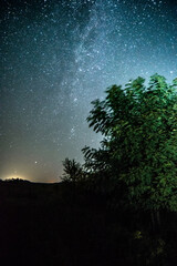 Wall Mural - Night sky in forest . Beautiful summer night . Space over the forest and trees . Milky Way on the background . 