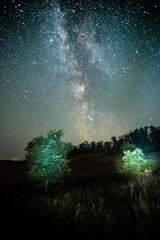 Wall Mural - Night sky in forest . Beautiful summer night . Space over the forest and trees . Milky Way on the background . 
