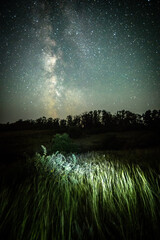 Wall Mural - Night sky in forest . Beautiful summer night . Space over the forest and trees . Milky Way on the background . 