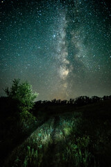 Wall Mural - Night sky in forest . Beautiful summer night . Space over the forest and trees . Milky Way on the background . 