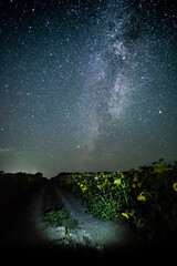 Wall Mural - Night sky in forest . Beautiful summer night . Space over the forest and trees . Milky Way on the background . 