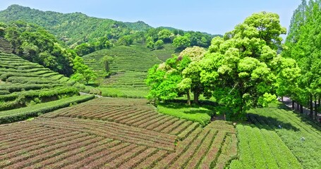Wall Mural - Aerial view of green tea plantation and mountain nature landscape in spring