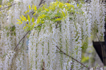 Sticker - Wisteria floribunda, Alba or White Delight, Wisteria is a genus of flowering plants in the legume family of Fabaceae, The genus includes four species of woody twining vines, Natural floral background.