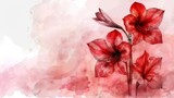 Red watercolor amaryllis flower on a white background.