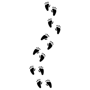 flat Opossum footprints vector 