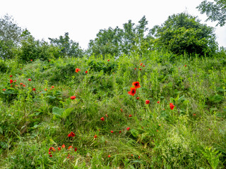 Wall Mural - Klatschmohn Blüten im Gras