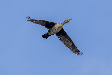 Wall Mural - cormorant in flight