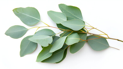 Wall Mural - Eucalyptus branch with green leaves isolated on white background ,Green leaf is laying on white surface with white background