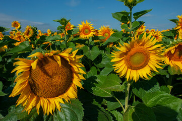 Wall Mural - bright sunflowers on a large field on a sunny day