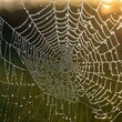 © ZiaUrRehman - Dew-kissed Spider Web at Dawn with Golden Bokeh Background
