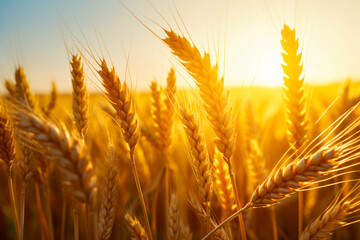 Wall Mural - Field of wheat with the sun shining in the background.