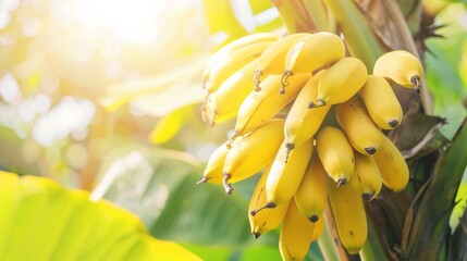 Wall Mural - Bunch of ripe bananas hanging from a tree, yellow peel, tropical garden setting, natural light, healthy and energizing, ready to eat, copy space.