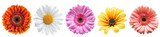 Collection of colorful gerbera flower heads isolated on transparent white background