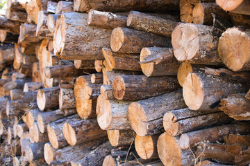 cut and stacked logs of different sizes. You can see the rings in the cut wood.