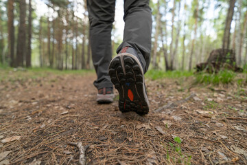 Wall Mural - hiking in the woods