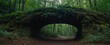 © Hasnain - Natural archway shaped by branches in the forest