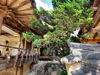 Wall Mural - A small tree is growing in front of a building with a wooden railing. The tree is surrounded by a stone wall and a stone path. The scene has a peaceful and serene atmosphere