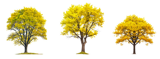 Poster - set of yellow trees collection isolated transparent or white background, 3d rendering