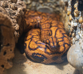 Wall Mural - Detail of head of large orange Rainbow boa snake.