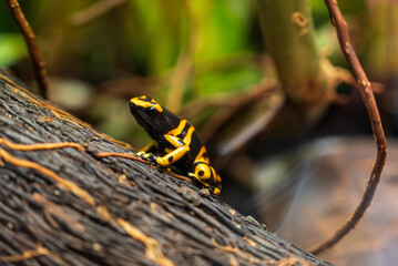 Wall Mural - Yellow-banded poison dart frog sits on tree trunk.