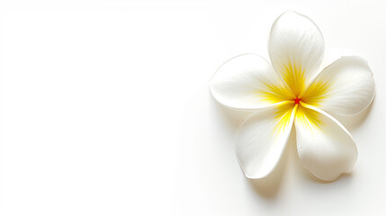 Wall Mural - there is a white flower with yellow center on a white surface