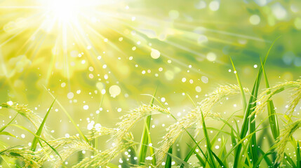 Poster - Rice paddy, ear of rice in sunlight nature background.