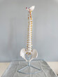 © Raymond Forbes LLC/Stocksy - Spine Skeleton Bone vertebrae